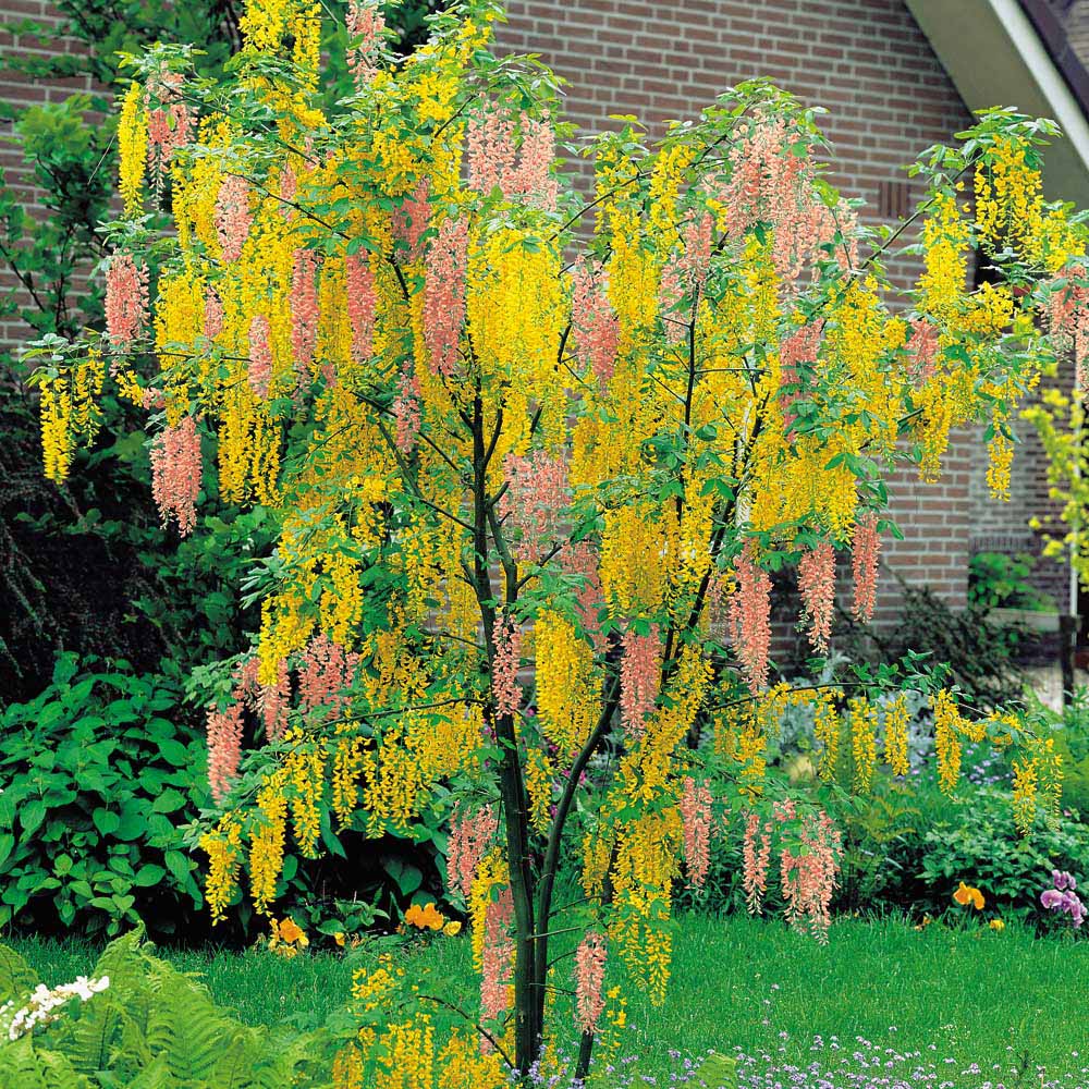 Adam's Laburnum