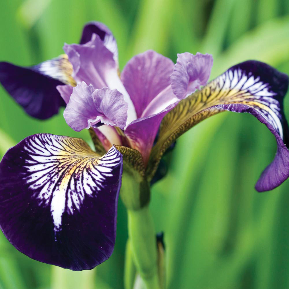 Iris versicolor 'Mysterious Monique'