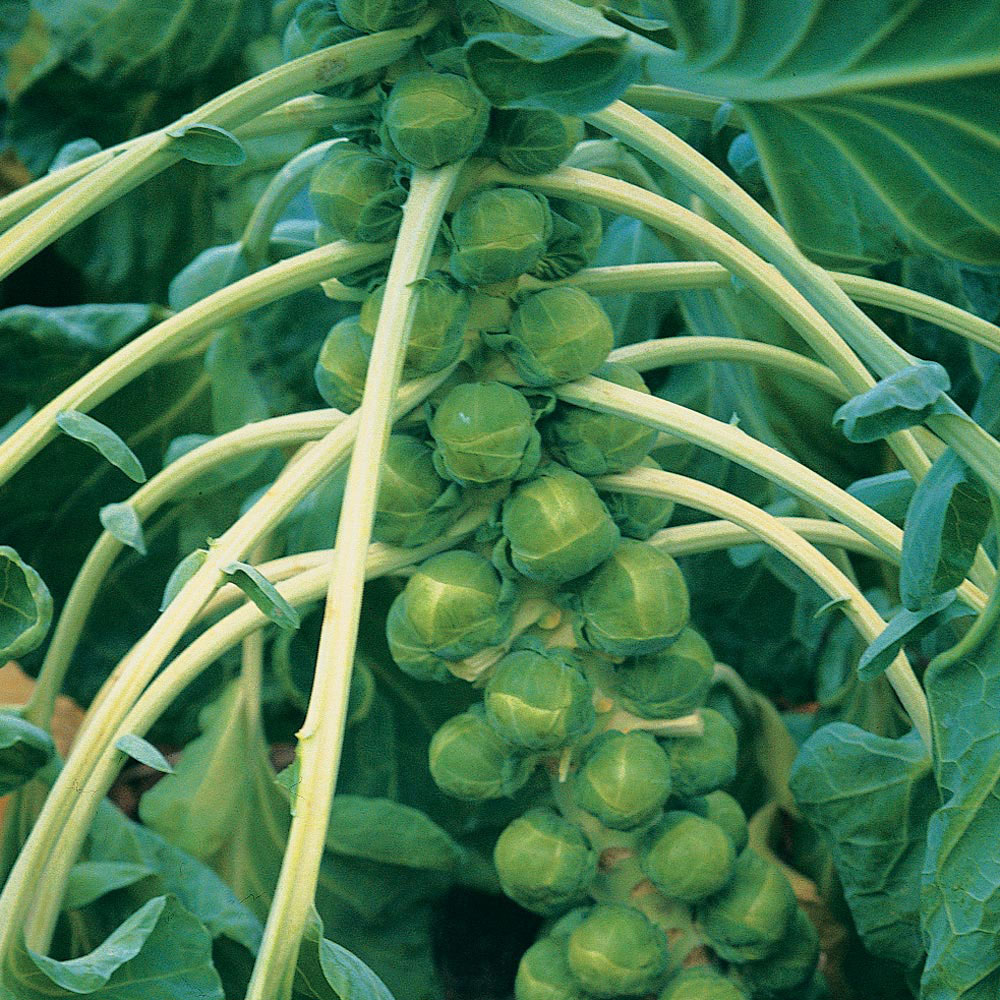 Brussels Sprout 'Trafalgar' F1 Hybrid