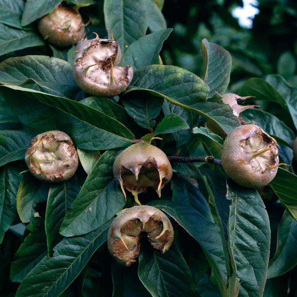 Medlar 'Nottingham'