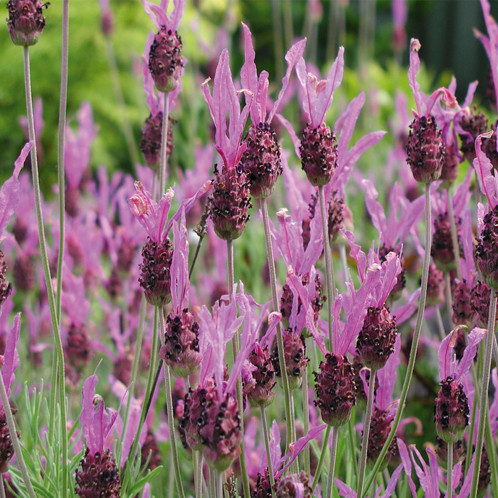 Lavender 'Papillon'