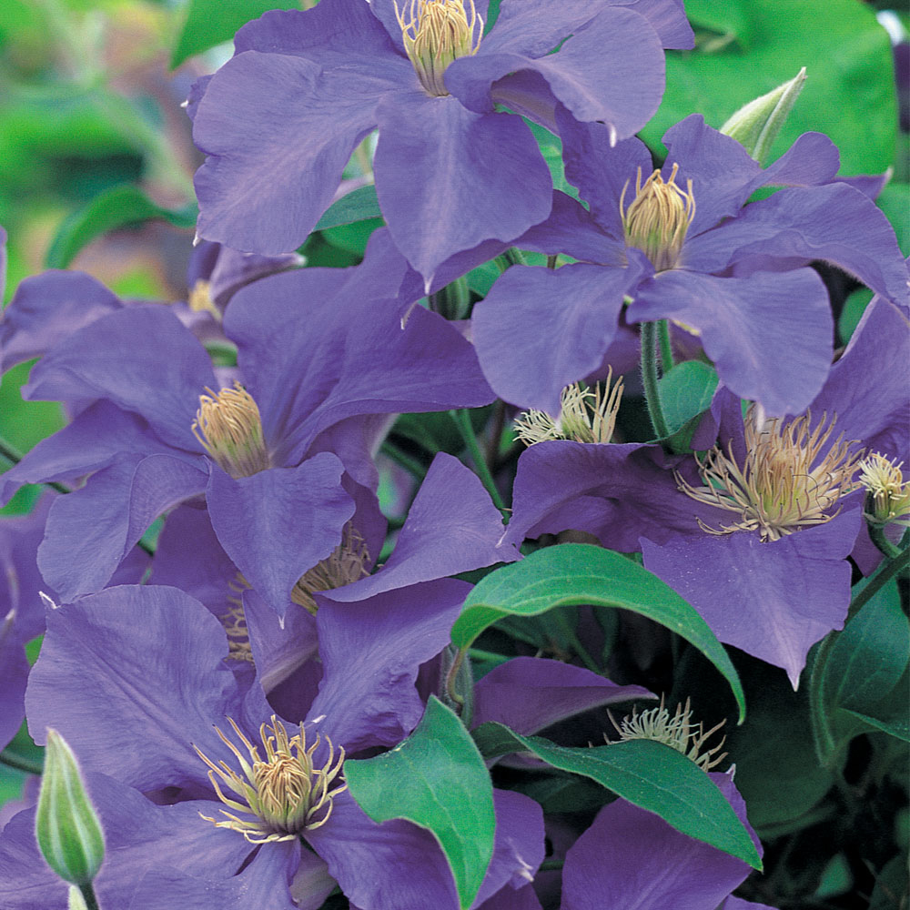 Clematis 'Lasurstern'