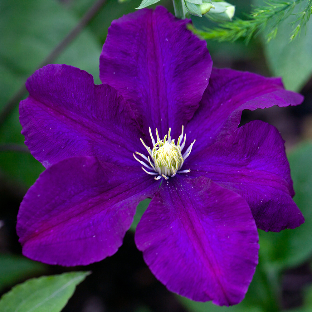 Clematis 'Rasputin'