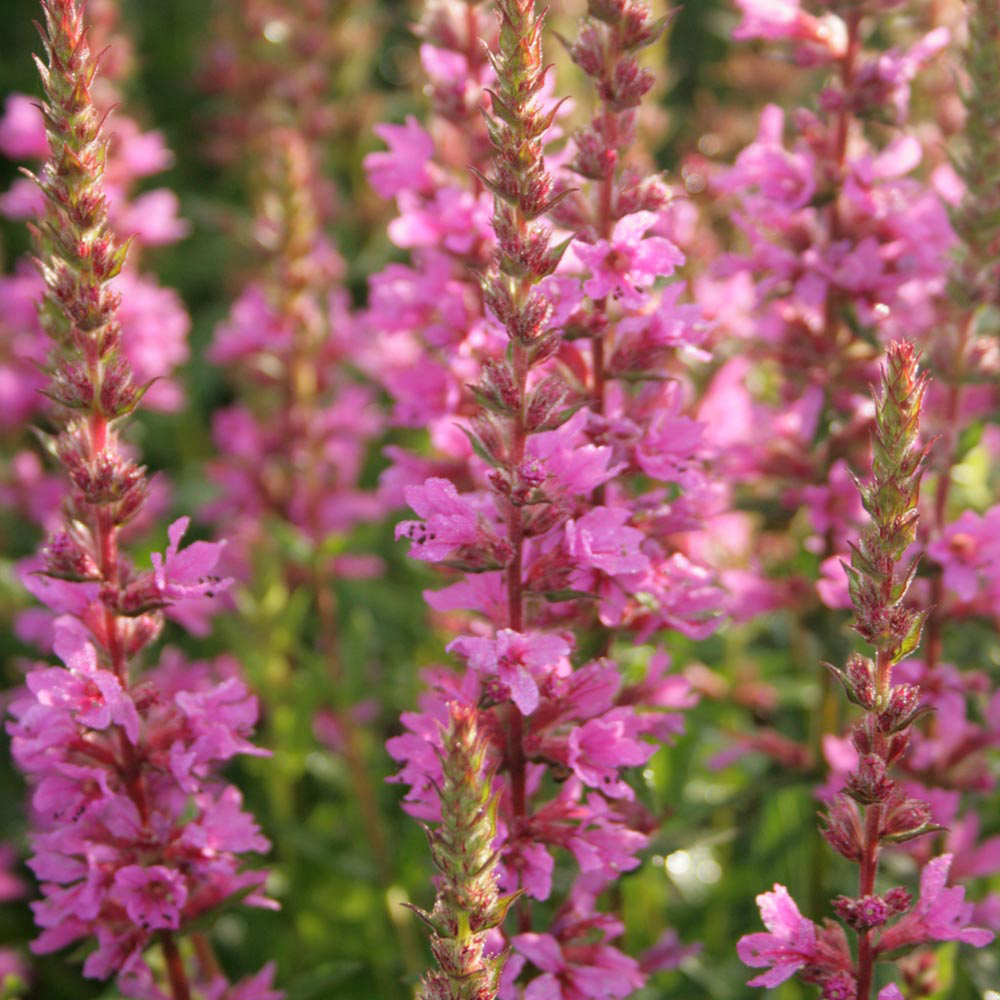 Lythrum salicaria 'Robin'