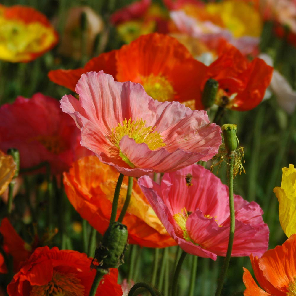 Poppy 'Gartenzwerg'