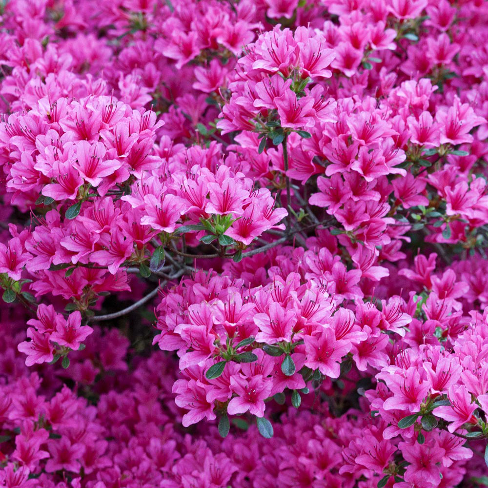 Rhododendron 'Amoena'