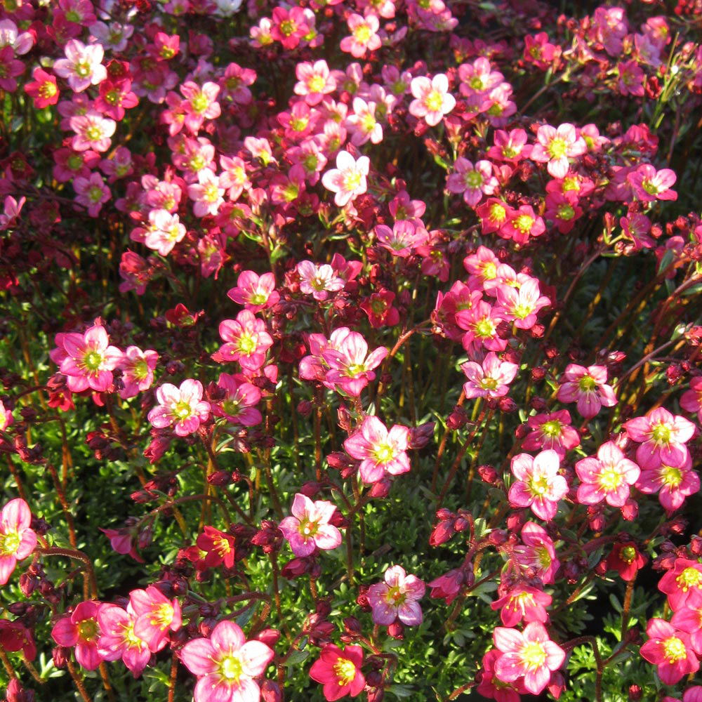 Saxifraga 'Peter Pan'