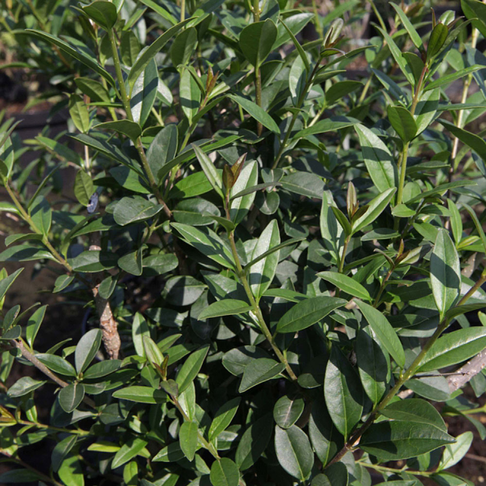 Ligustrum vulgare 'Atrovirens'