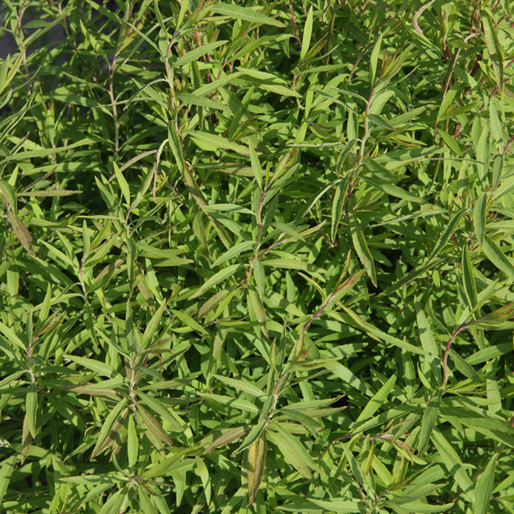 Spiraea thunbergii