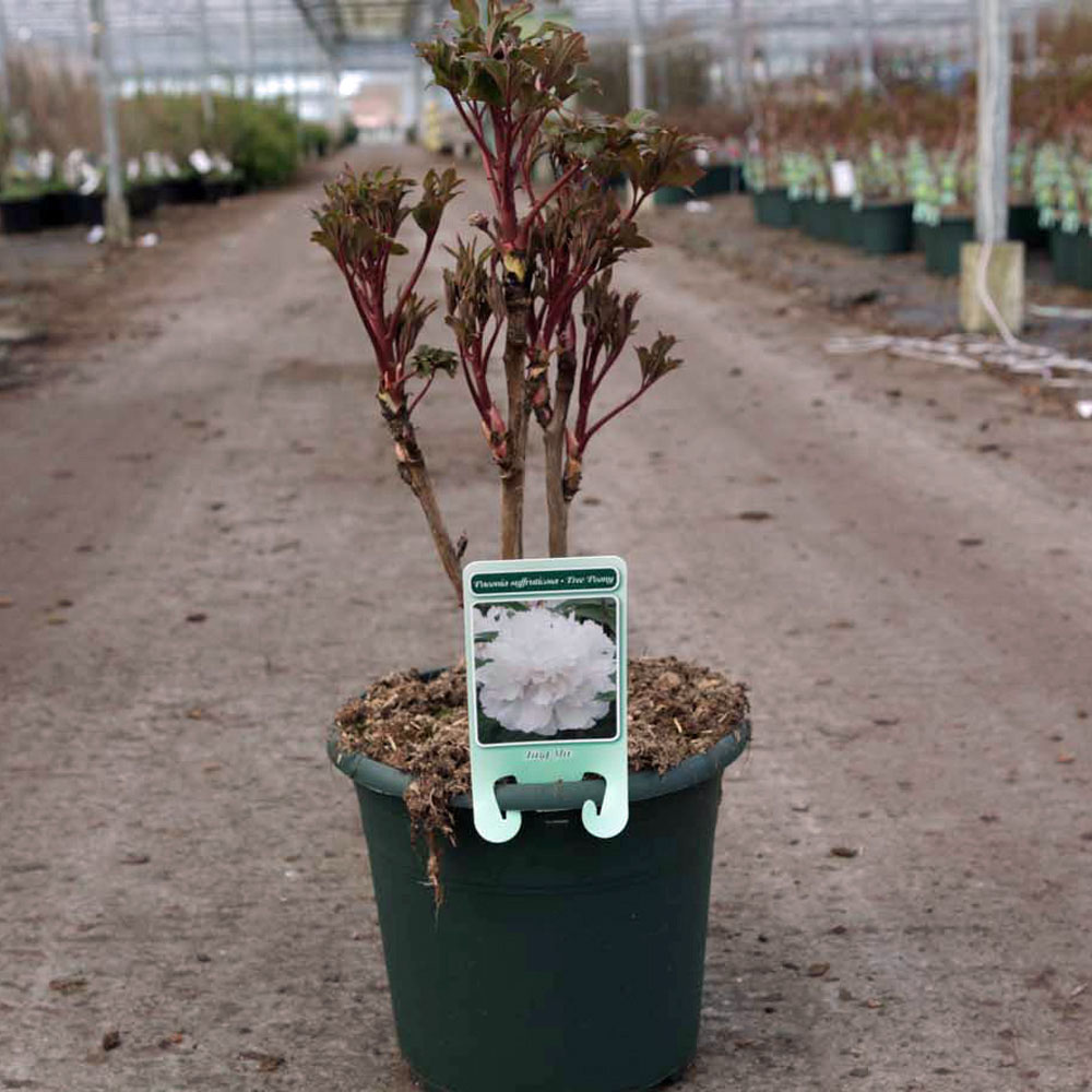 Tree Peony 'Jing Yu'