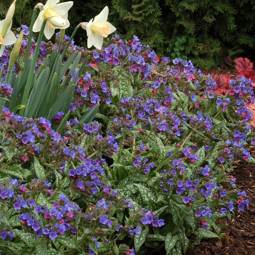 Pulmonaria 'Trevi Fountain'