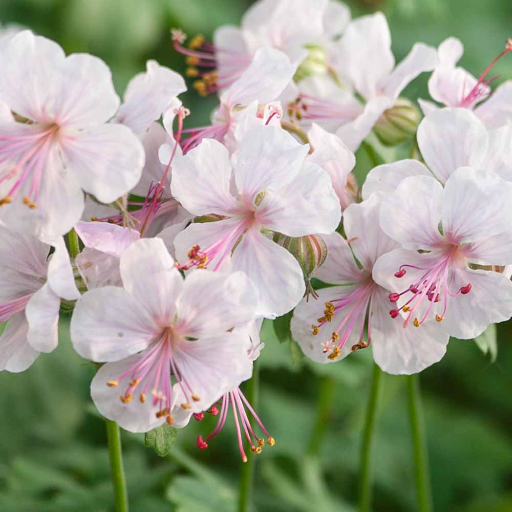 Geranium cantabrigiense 'Biokovo'