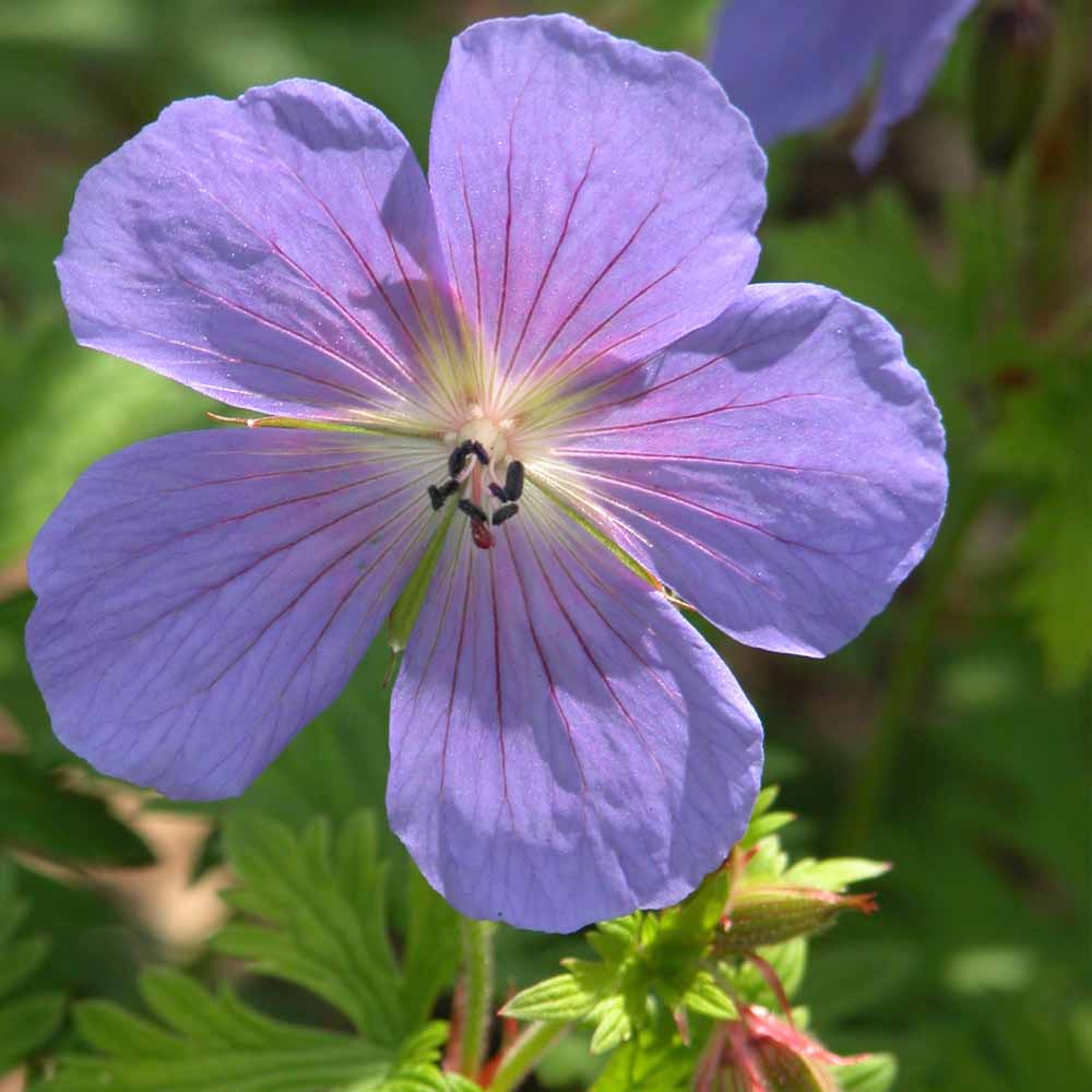 Geranium himalayense