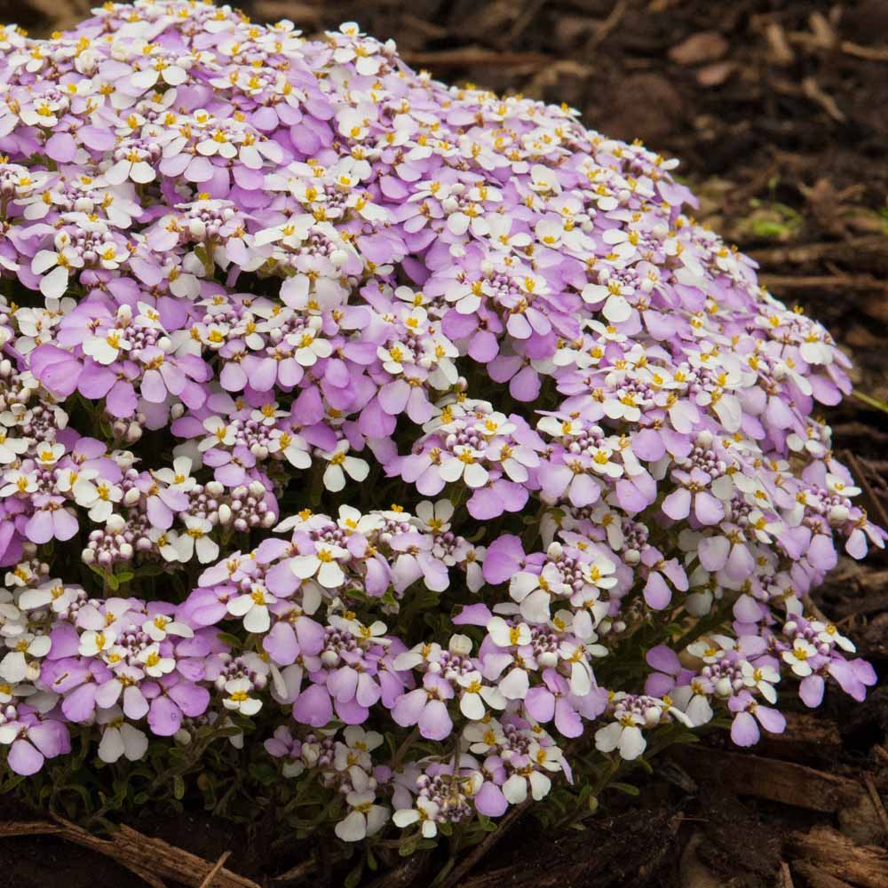 Иберис фото. Иберис Iberis sempervirens Pink Ice. Иберис 