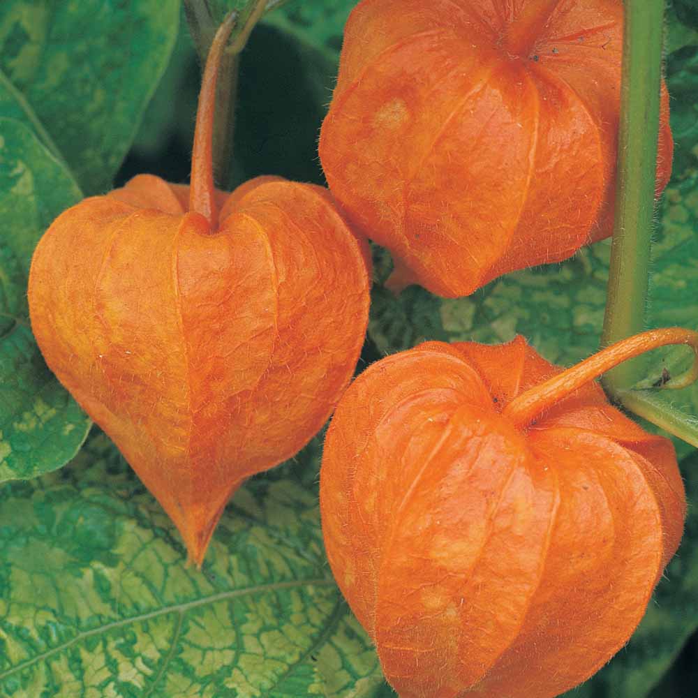 Physalis alkekengi var. franchetii