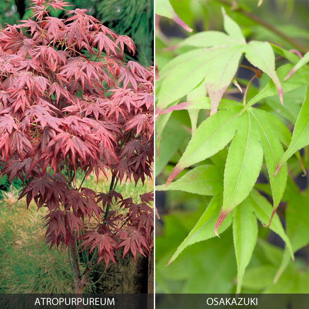 Acer palmatum Duo