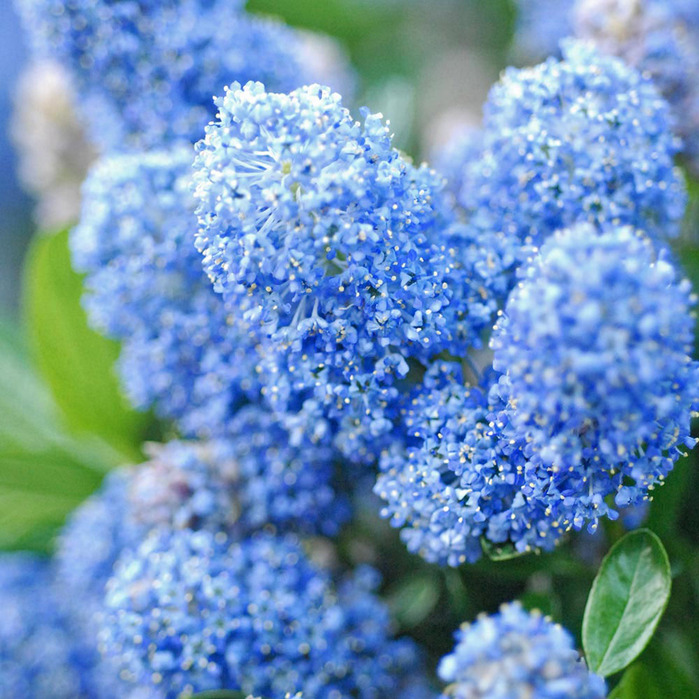 Ceanothus x delileanus 'Gloire de Versailles' (Large Plant)