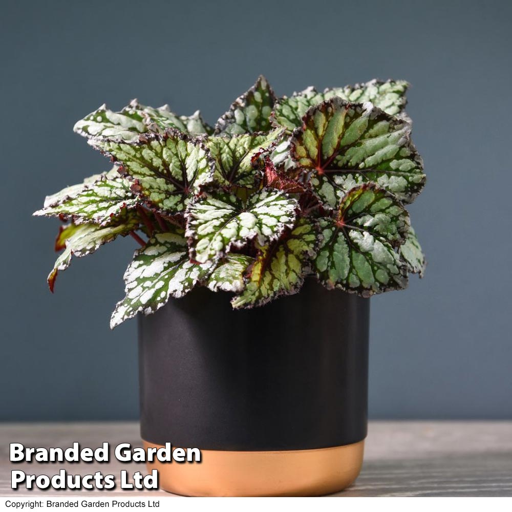 Begonia rex 'King's Spirit' (House plant) | Van Meuwen