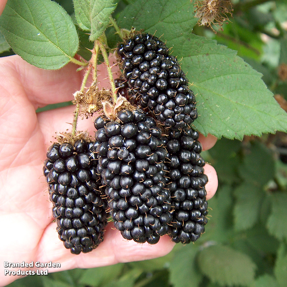 Blackberry 'Karaka Black' from Van Meuwen