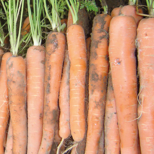 Carrot 'Mokum' F1 Hybrid