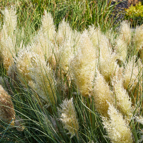 Cortaderia selloana 'Tiny Pampa'