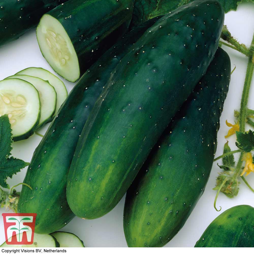 Cucumber 'Masterpiece'