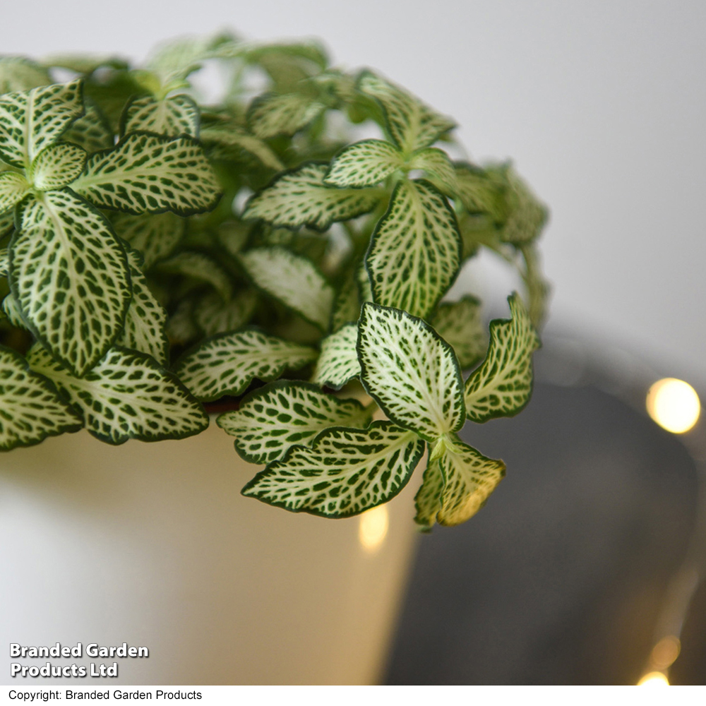 Fittonia 'White Tiger' - Gift | Van Meuwen