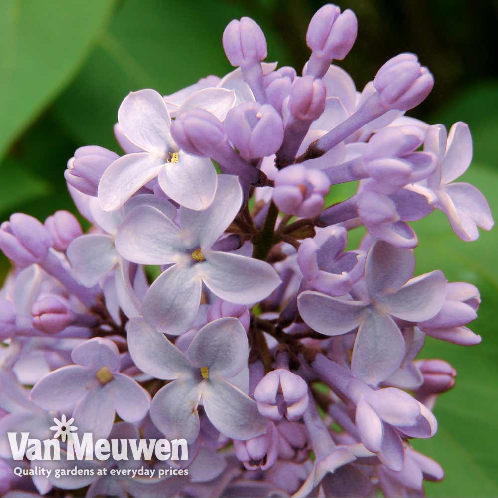 Lilac 'Gloire de la Rochelle'