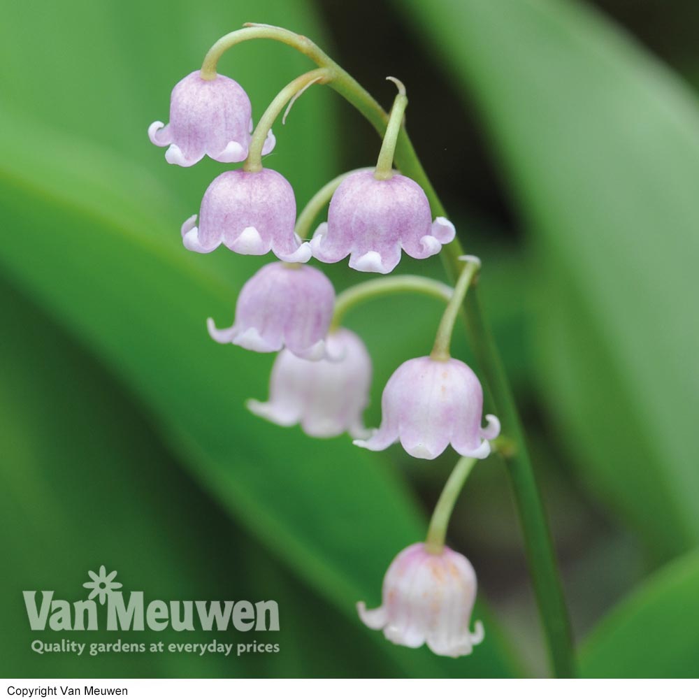 https://www.vanmeuwen.com/product_images/101/Lily-of-the-Valley-Pink.jpg