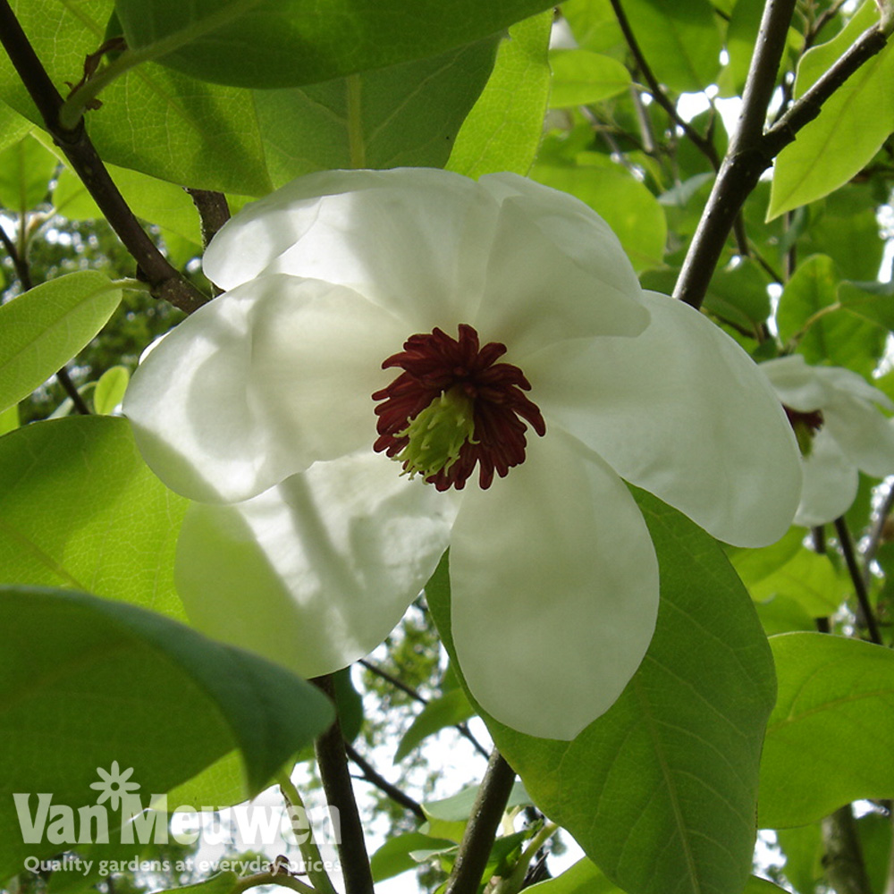 Magnolia Wilsonii