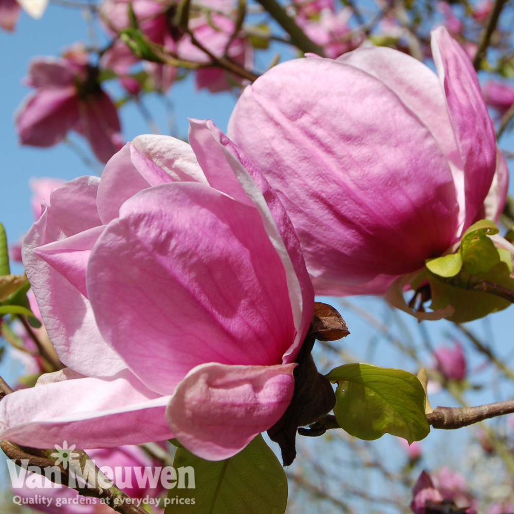 Magnolia 'Sara Koe'