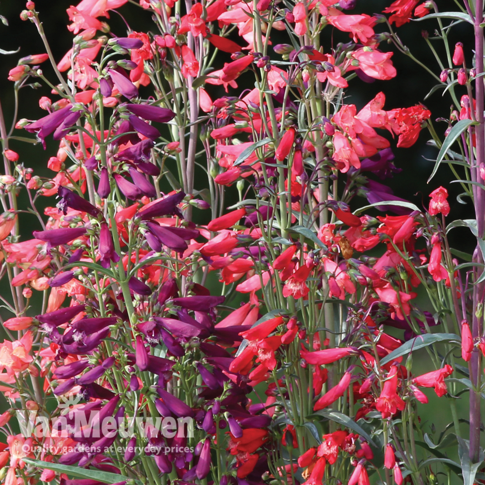 Penstemon barbartus 'Twizzle'