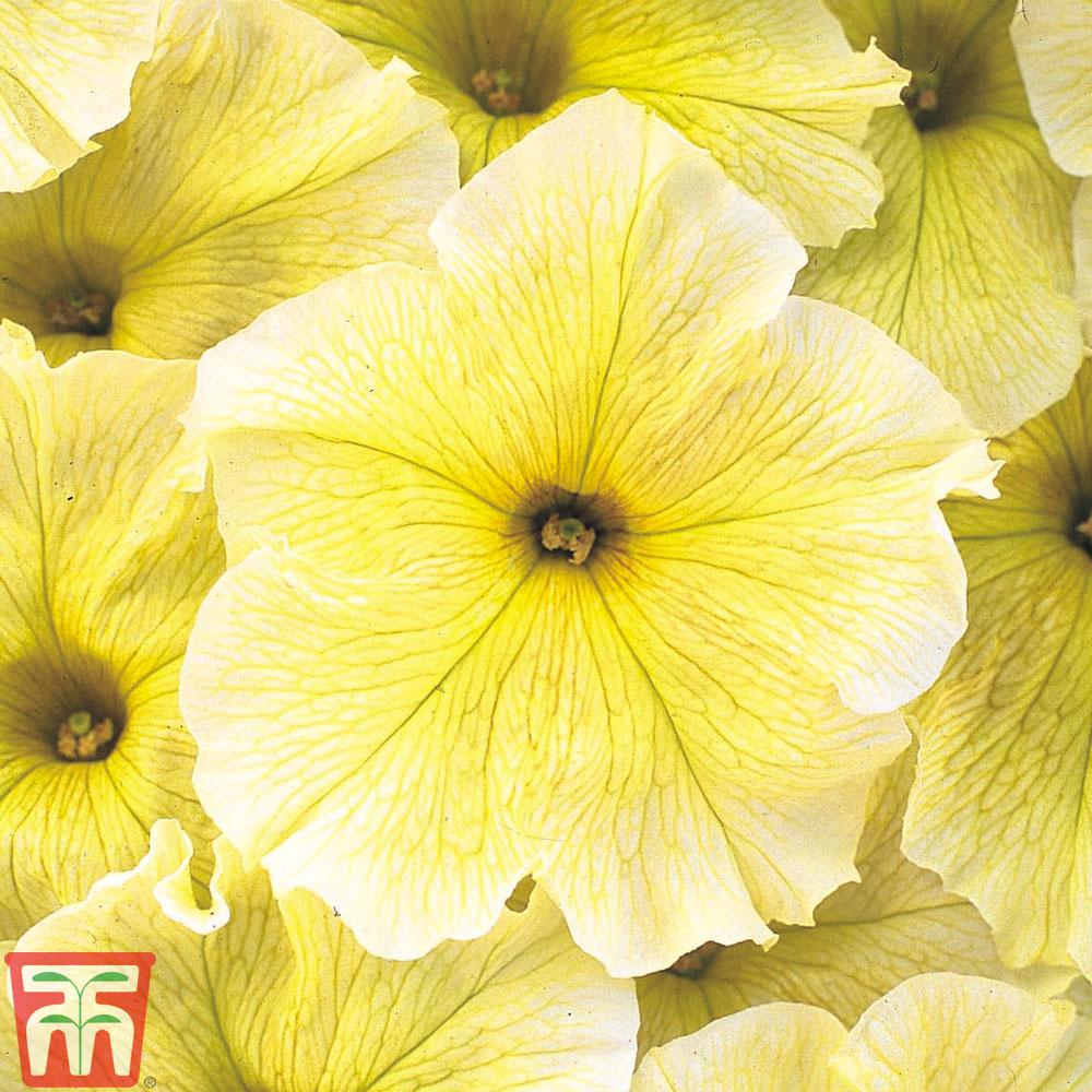 Petunia 'Prism Sunshine' F1 Hybrid