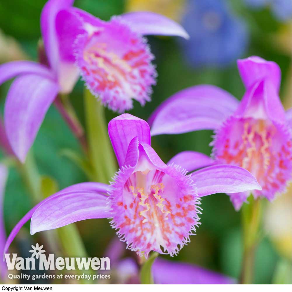 Pleione 'Tongariro'