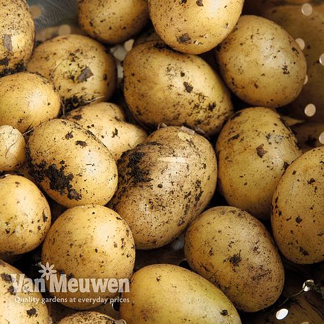 How to grow potatoes in potato bags with Van Meuwen 