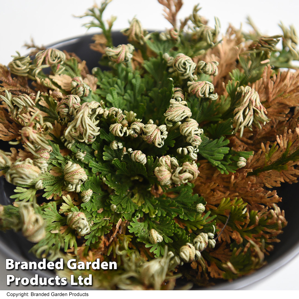 Rose of Jericho, Definition, Plant, Types, & Facts