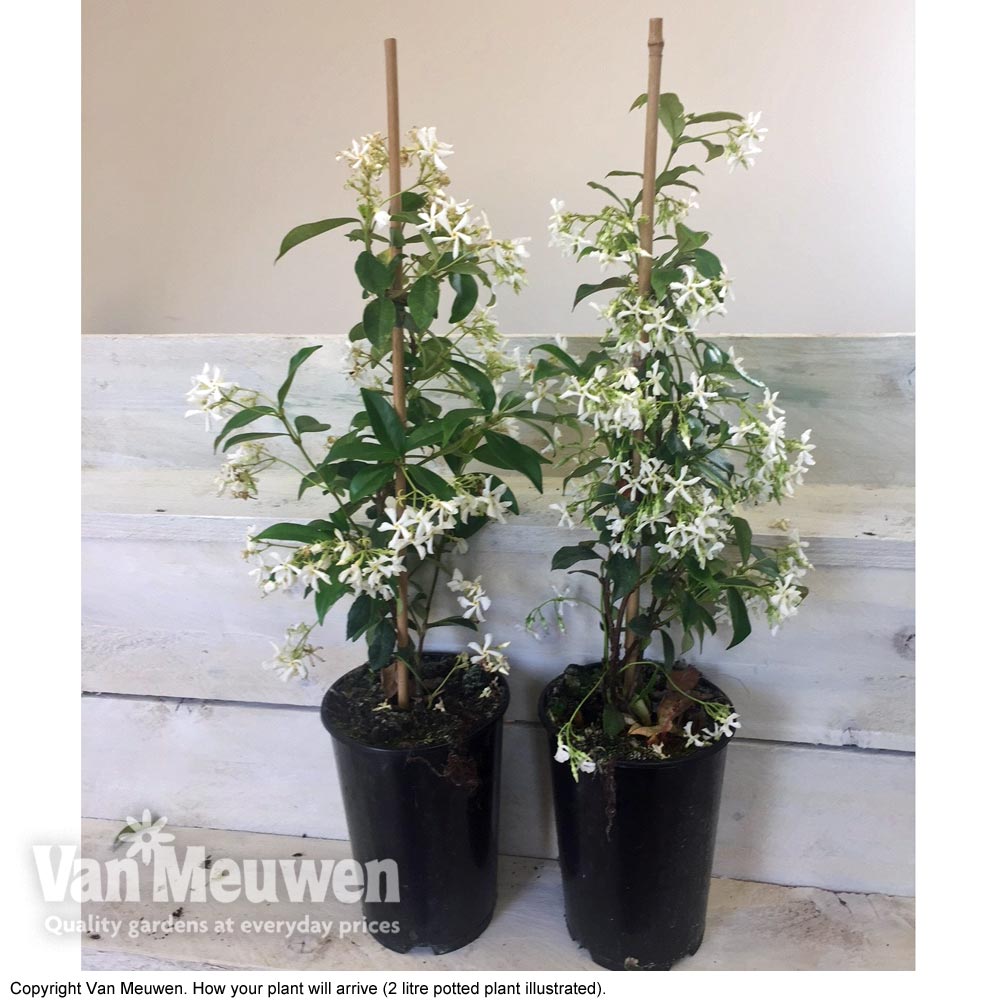 Trachelospermum jasminoides | Van Meuwen