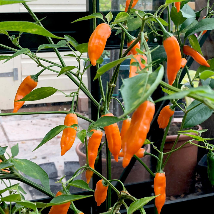 Chilli Pepper 'Slow Burn'