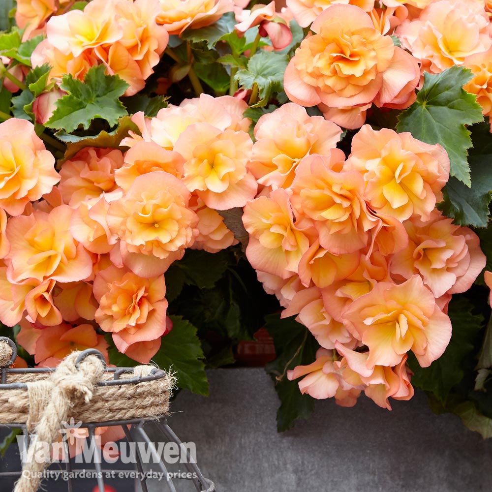 Begonia elata 'Solenia Apricot' | Van Meuwen