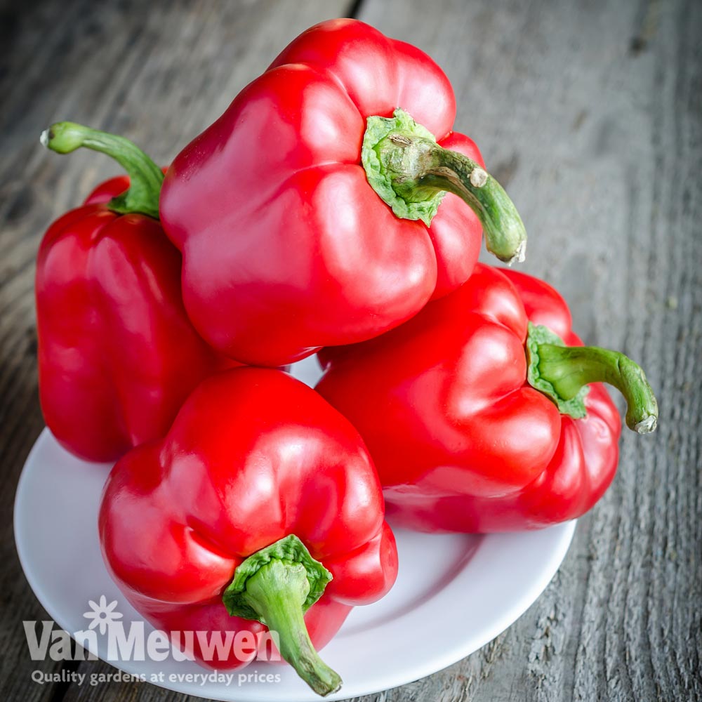 Sweet Pepper 'Bontempi'