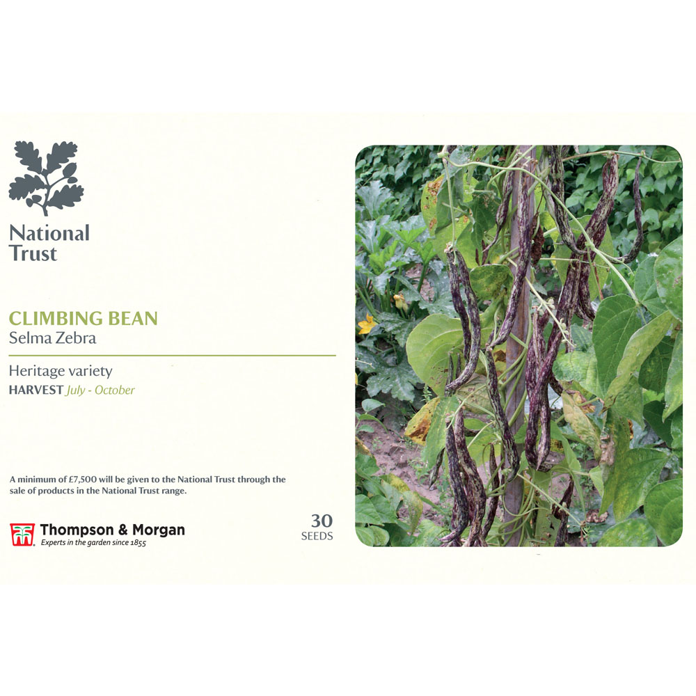 Climbing Bean 'Selma Zebra' - Heritage (National Trust)