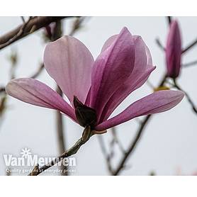 Magnolia Mix and Match | Van Meuwen