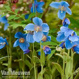 Cheap Perennial Plants | Herbaceous Plants for Sale | Van Meuwen