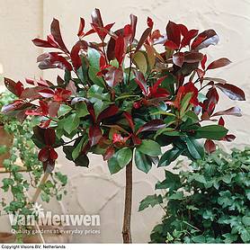 Photinia x fraseri 'Red Robin' | Van Meuwen