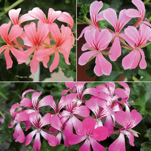 Geranium 'Decora Trio'