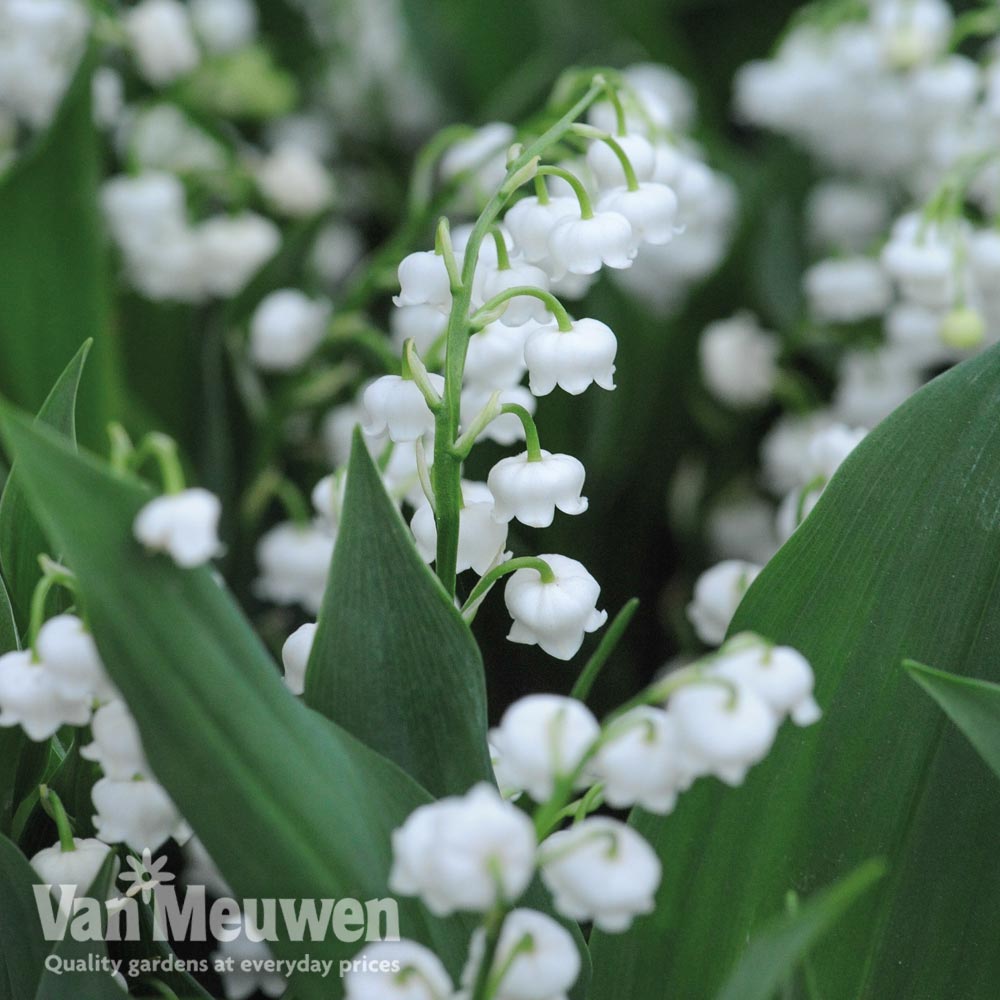 Lily of the valley, Fragrant Flowers, Shade-Loving Plant