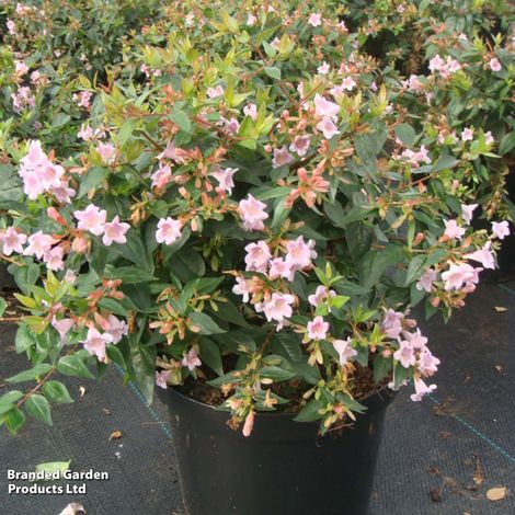 Abelia 'Edward Goucher'