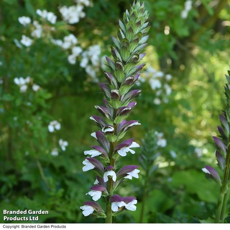 Acanthus spinosus