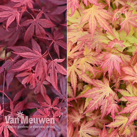 Scaredy Cat plant Coleus Canina keep cats out of your garden -  Portugal