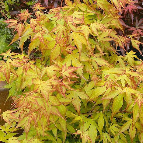 Acer palmatum 'Katsura' | Van Meuwen